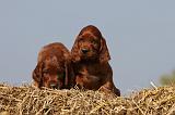 SETTER IRLANDAIS 119